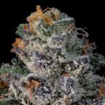 Big Ben - Wizardtreesgenetics