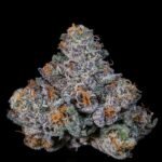 Big Ben - Wizardtreesgenetics