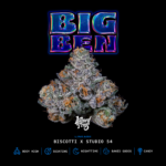 Big Ben - Wizardtreesgenetics