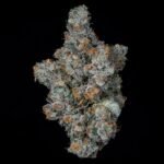 Big Ben - Wizardtreesgenetics