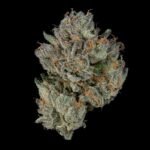 Boiler Room - Wizardtreesgenetics