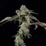 Boiler Room - Wizardtreesgenetics