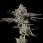 Bowtie - Wizardtreesgenetics