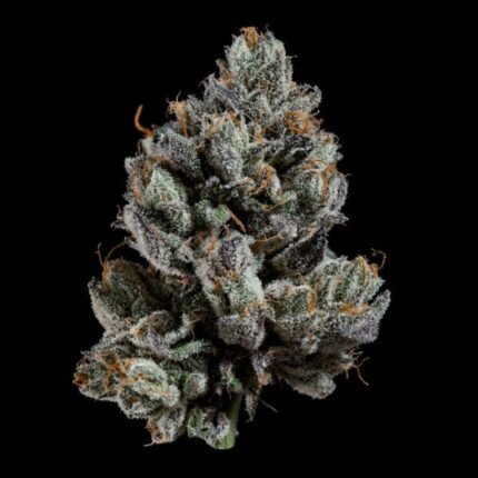 Bowtie - Wizardtreesgenetics