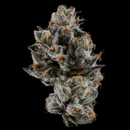 Cali Tings - Wizardtreesgenetics