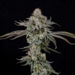 Gas Gimlet - Wizardtreesgenetics