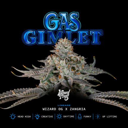 Gas Gimlet - Wizardtreesgenetics