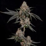 Grand Prixx - Wizardtreesgenetics