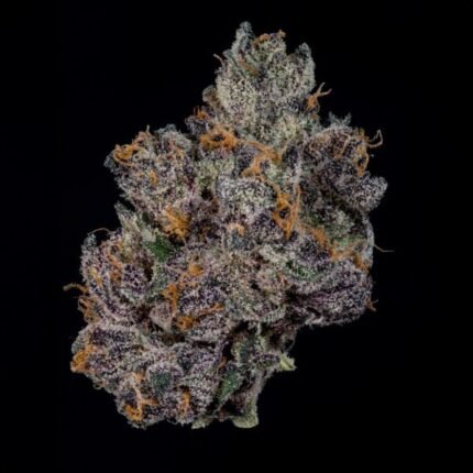 Grand Prixx - Wizardtreesgenetics