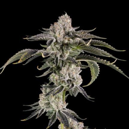 Gridlock - Wizardtreesgenetics