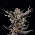 Knightcap - Wizardtreesgenetics