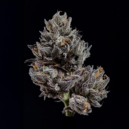 Knightcap - Wizardtreesgenetics