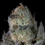 Last Pour - Wizardtreesgenetics