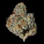 Last Pour - Wizardtreesgenetics