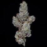 Lemon Fever - Wizardtreesgenetics