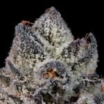 Lemon Fever - Wizardtreesgenetics