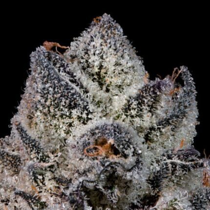 Lemon Fever - Wizardtreesgenetics