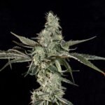 London Fog - Wizardtreesgenetics