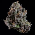 OG Hour - Wizardtreesgenetics
