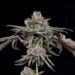 P’s & Z’s - Wizardtreesgenetics