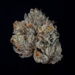Propa Candy - Wizardtreesgenetics