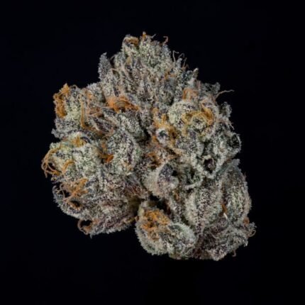 Propa Candy - Wizardtreesgenetics