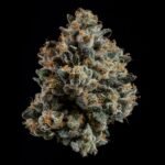 Ropegria - Wizardtreesgenetics