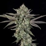 Ropegria - Wizardtreesgenetics