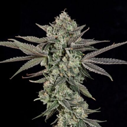 Ropegria - Wizardtreesgenetics