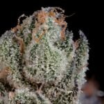 Studio Cherry - Wizardtreesgenetics