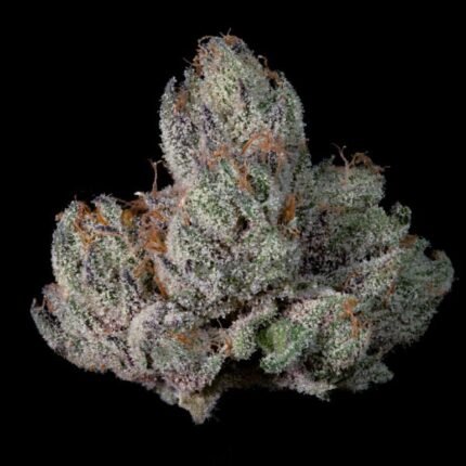 Studio Cherry - Wizardtreesgenetics