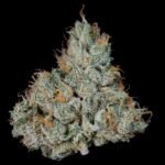 Studio Sesh - Wizardtreesgenetics