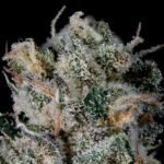 Studio Sesh - Wizardtreesgenetics