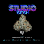 Studio Sesh - Wizardtreesgenetics