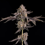 rs11 feminized seeds