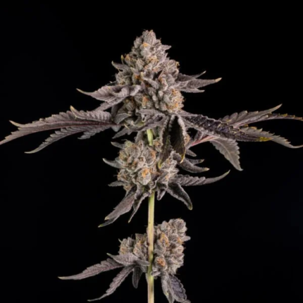 rs11 feminized seeds