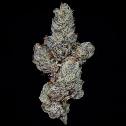 Lemon Cherry Gelato ferminized Seeds