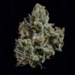 Shearbanger ferminized Seeds