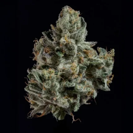 Shearbanger ferminized Seeds