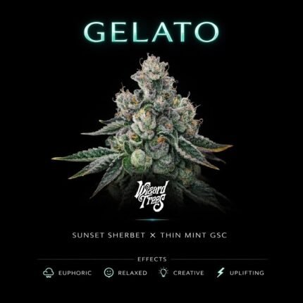 Gelato Seeds