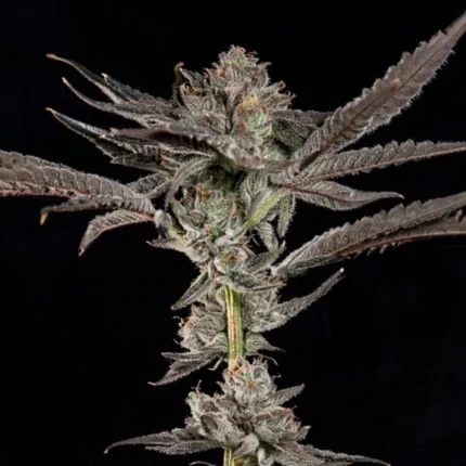 Zoap Ferminized Seeds