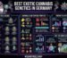 Best exotic cannabis genetics in Germany